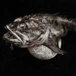 Monhegan Sculpin