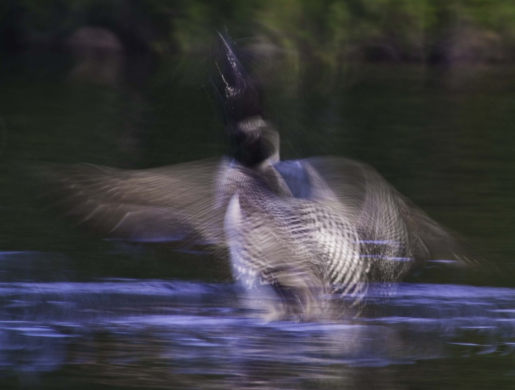 Loon flapping its wings